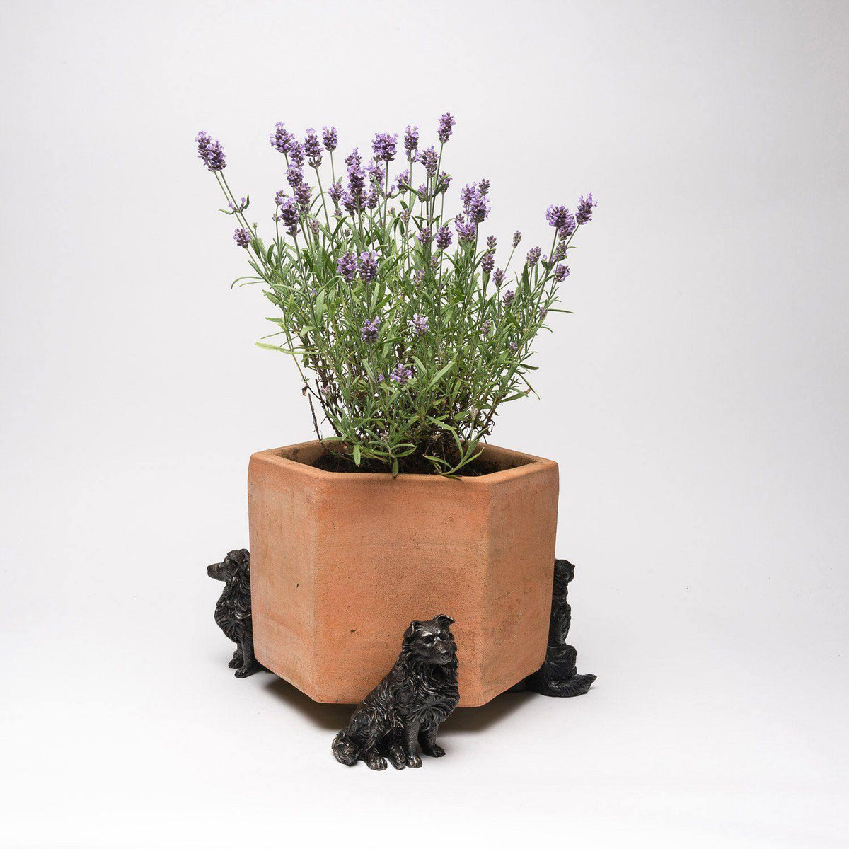 Potty Feet - Border Collie Planter Accessories Foxyavenue UK