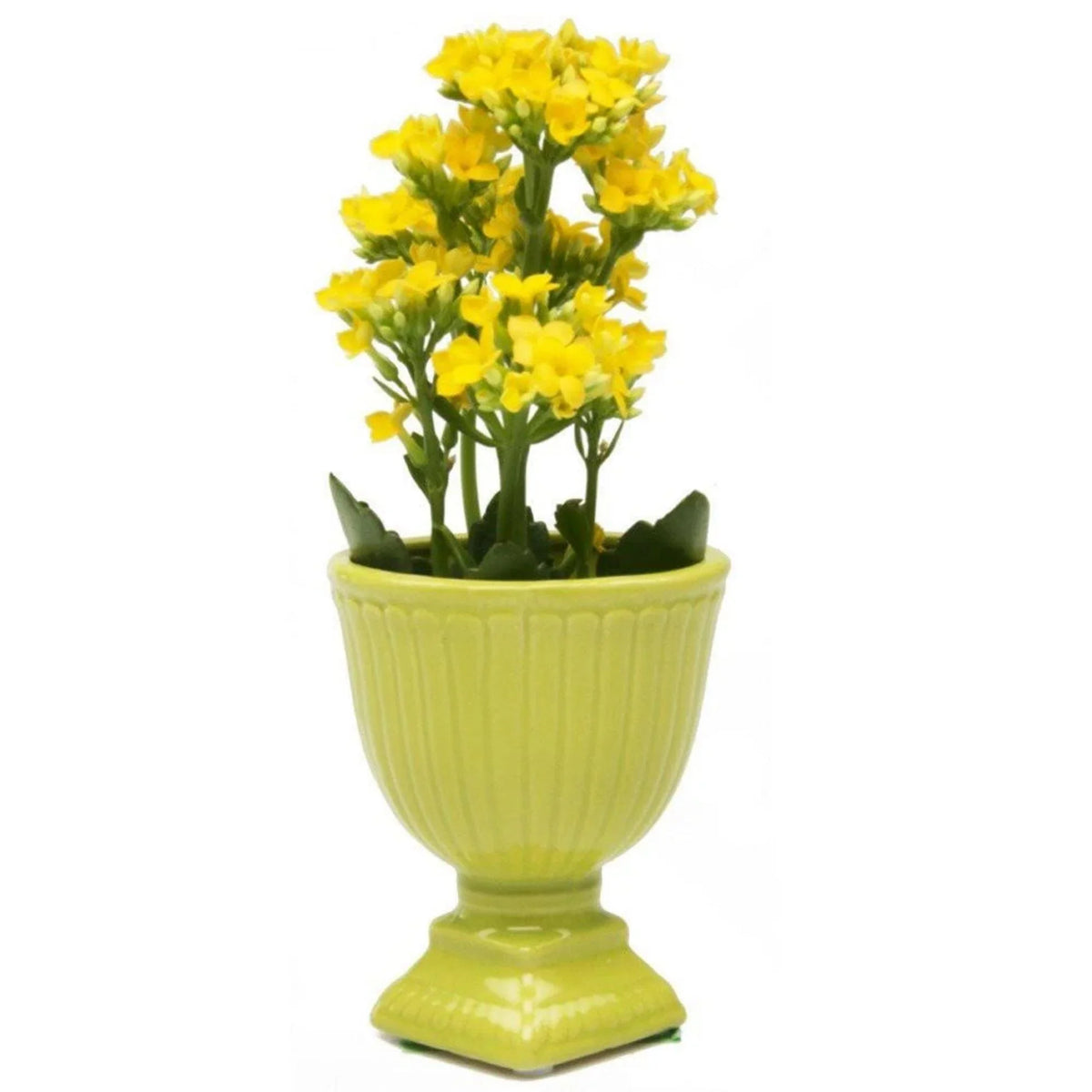 Brilliant Decorative Pot - Peridot Pots Foxyavenue UK
