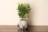 Potty Feet - Brushed Silver Stag Planter Accessories Foxyavenue UK