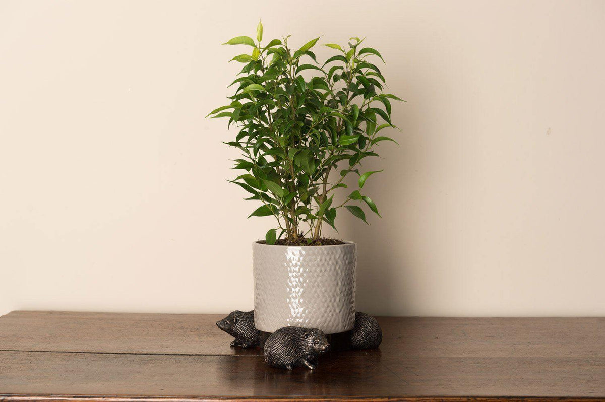 Potty Feet - Hedgehog Planter Accessories Foxyavenue UK