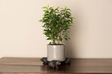 Potty Feet - Hedgehog Planter Accessories Foxyavenue UK