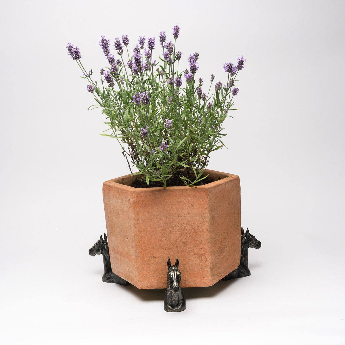 Potty Feet - Horse Head Planter Accessories Foxyavenue UK