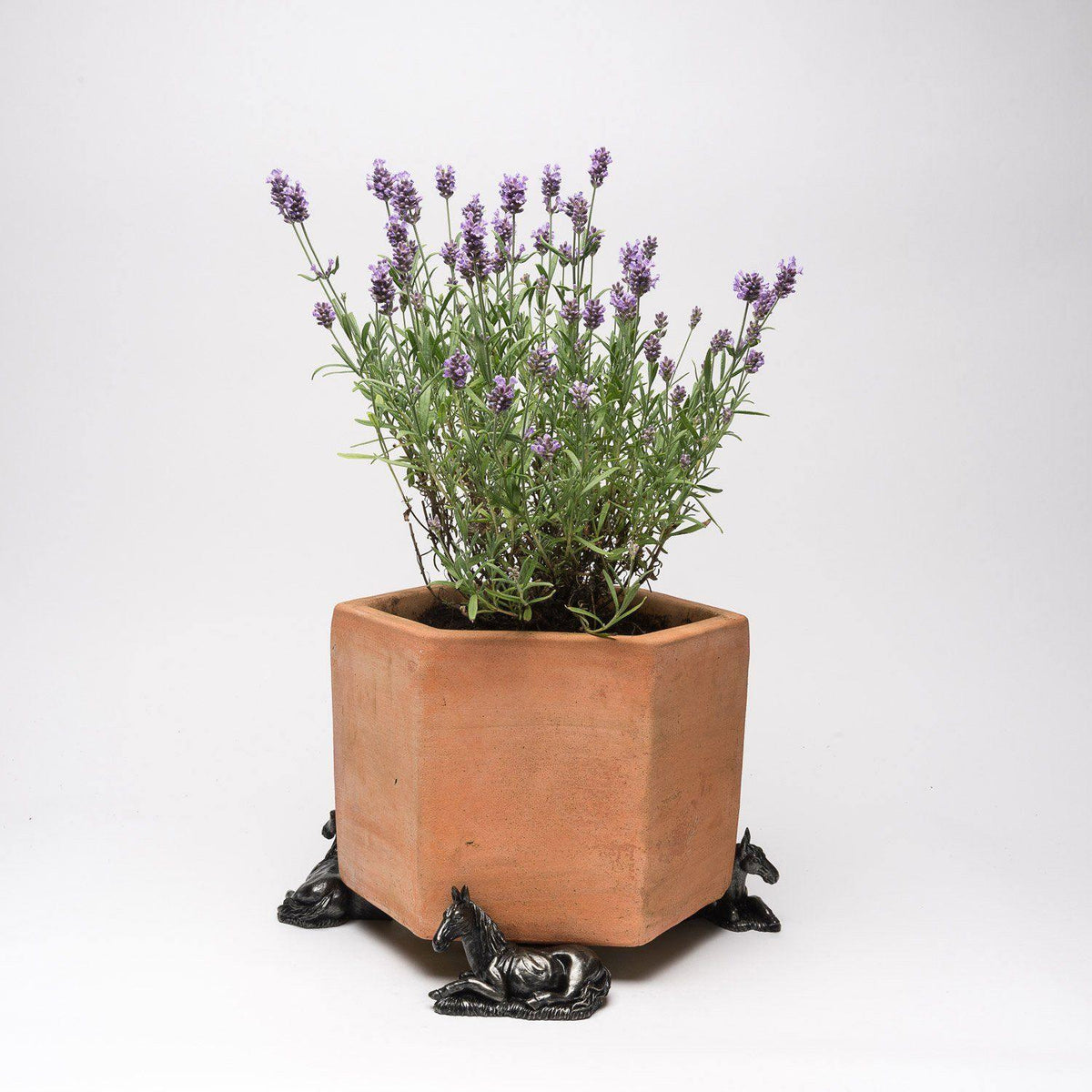 Potty Feet - Horse Laying Planter Accessories Foxyavenue UK