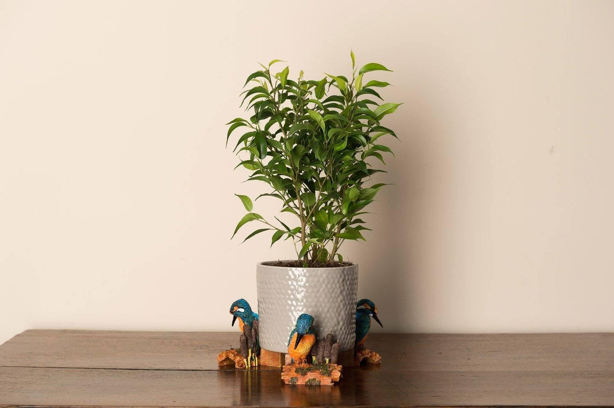 Potty Feet - Kingfisher Planter Accessories Foxyavenue UK