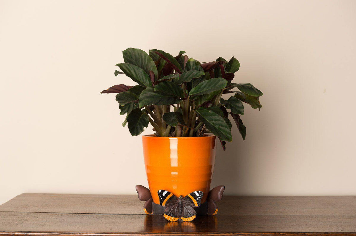 Potty Feet - Red Admiral Butterfly Planter Accessories Foxyavenue UK