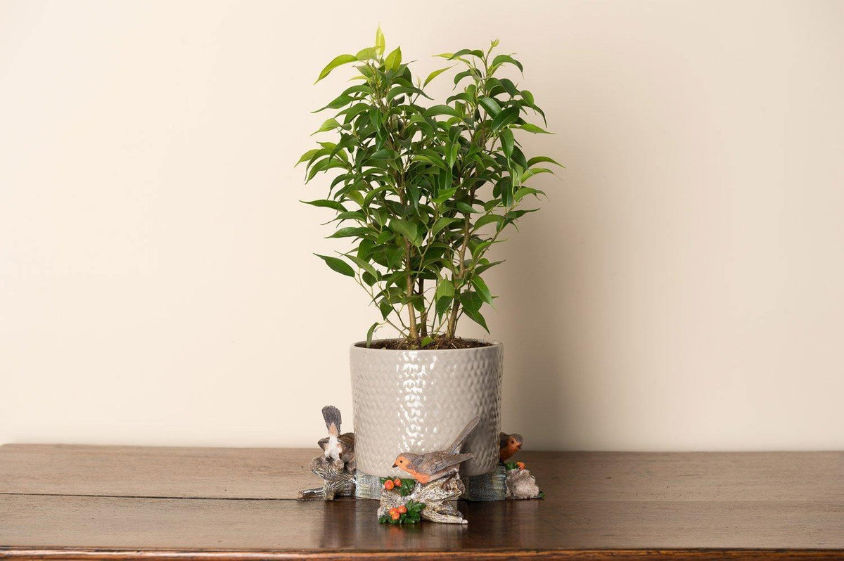 Potty Feet - Robin Planter Accessories Foxyavenue UK